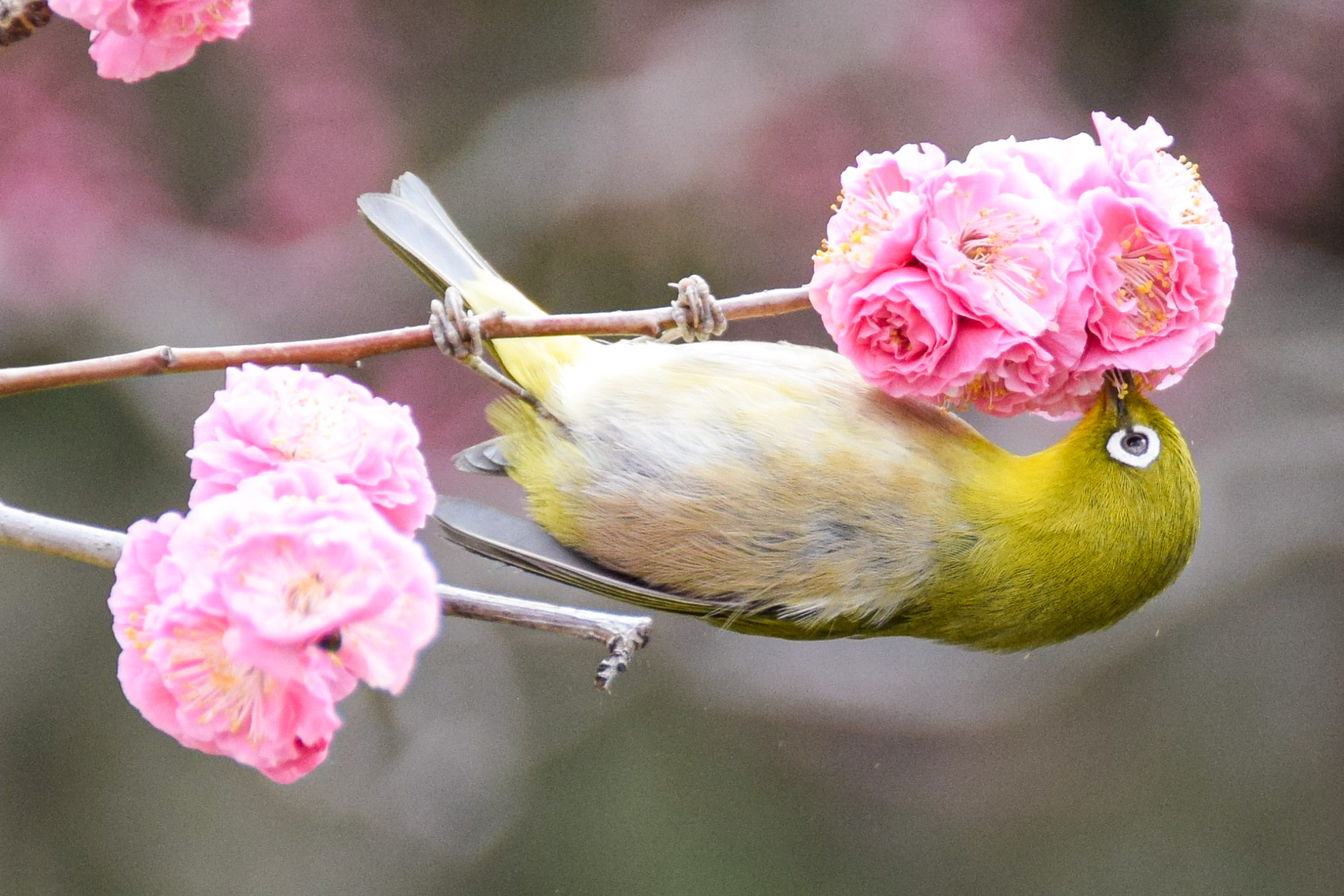 bird-watching-in-japan-asia-birdwatching-in-maioka-koen-4-december